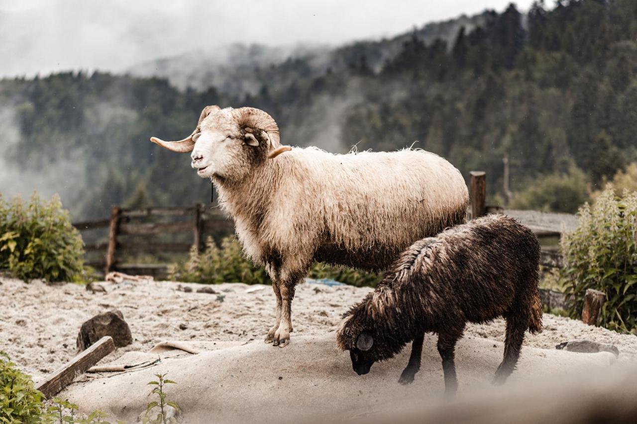 Domki U Adasia Krosnica  Dış mekan fotoğraf
