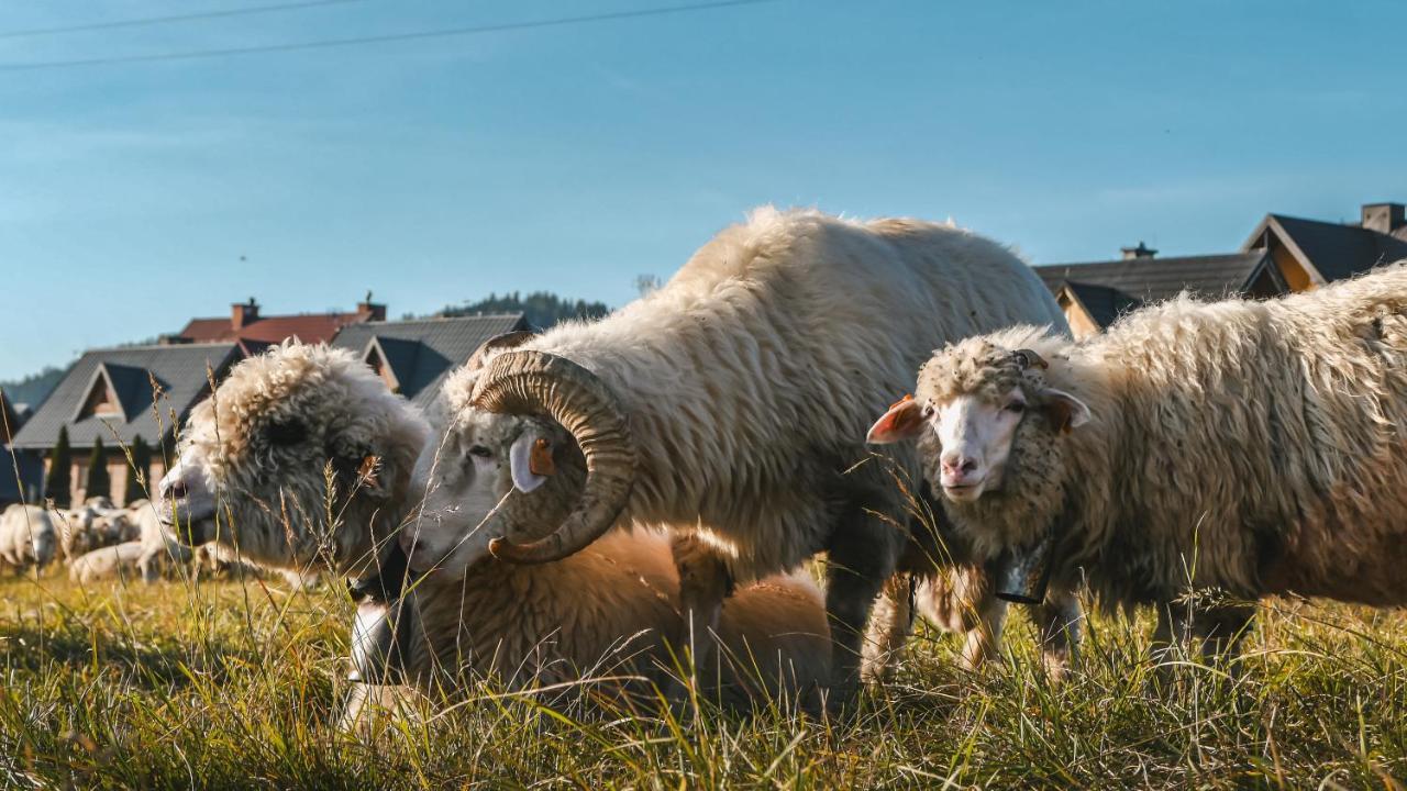 Domki U Adasia Krosnica  Dış mekan fotoğraf